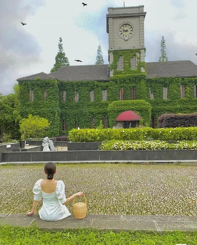 详情！爬山虎吃肉“夏花依旧”