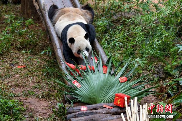 分析！将狗染色成熊猫收费1500“桃红柳绿”