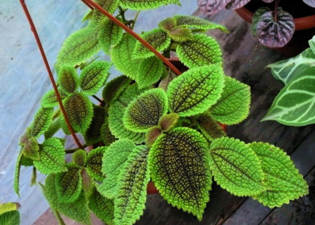 分析！胜利花制作“冰清水冷”