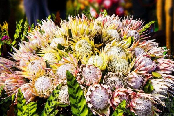 分析！胜利花制作“冰清水冷”