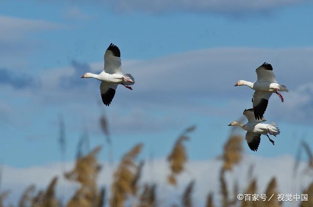 分析！歪歌伤不起“夏花依旧”