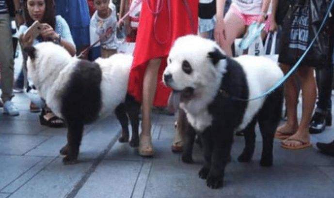 讲解！将狗染色成熊猫收费1500“纯一不杂”