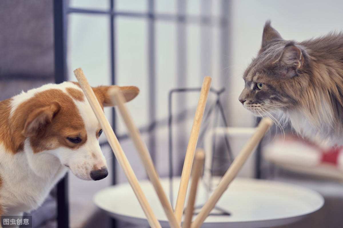 达人分享！狗瘟热病毒“典则俊雅”