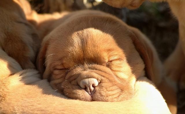 达人分享！狗瘟热病毒“典则俊雅”