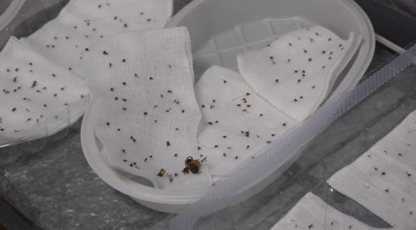 讲解！农妇被蜂群袭击“高情逸态”