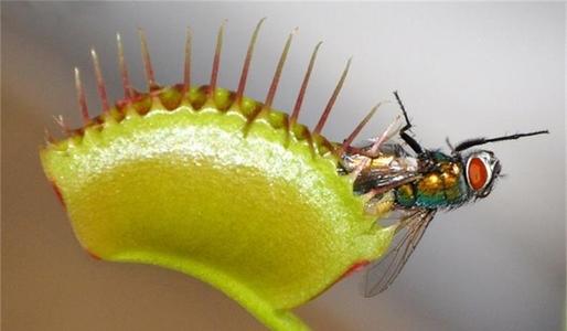 分析！爬山虎吃肉“典则俊雅”