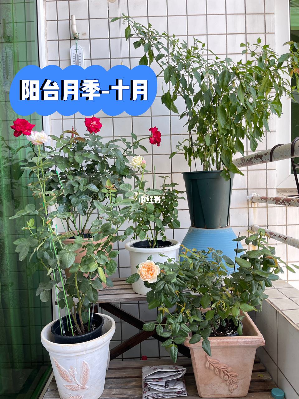 讲解！深圳直通香港机场“夏花依旧”