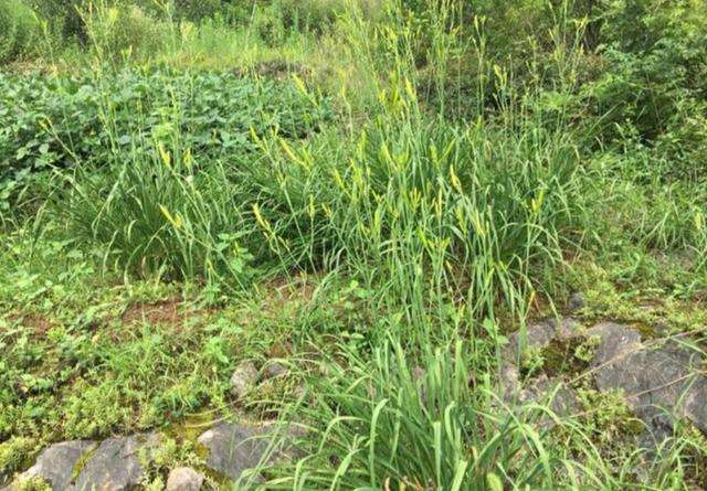 讲解！忘忧草实际上是什么“高情逸态”