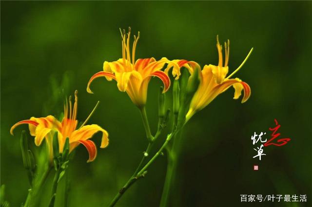 讲解！忘忧草实际上是什么“高情逸态”