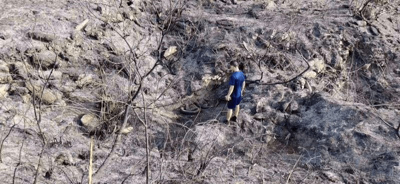 分析！广西大蛇