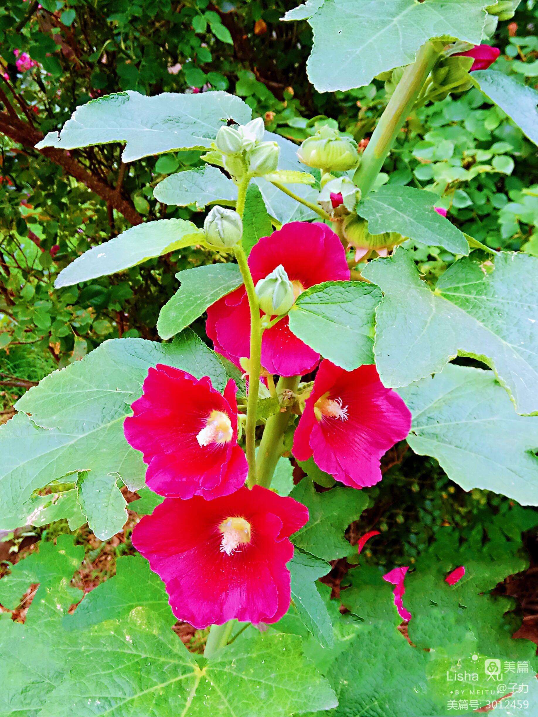 分析！工加偏旁组新字“夏花依旧”