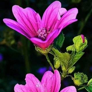 分析！工加偏旁组新字“夏花依旧”