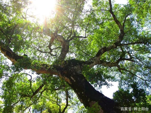 分析！老榕树智能建站软件“高情逸态”