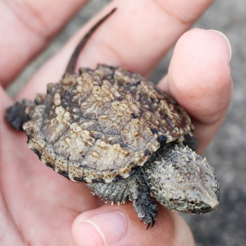 讲解！器大活好是怎样的感觉“纯一不杂”