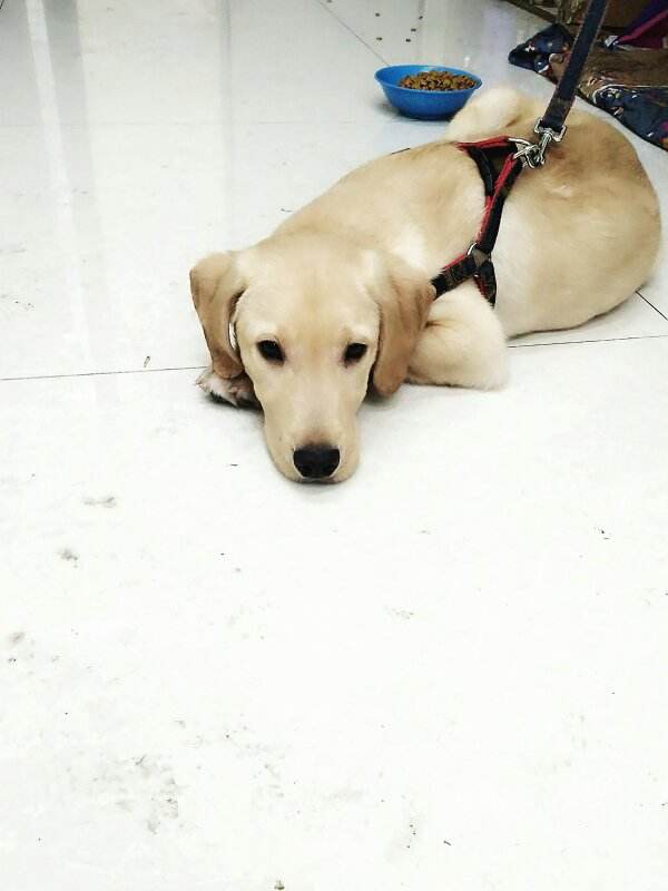 讲解！器大活好是怎样的感觉“纯一不杂”