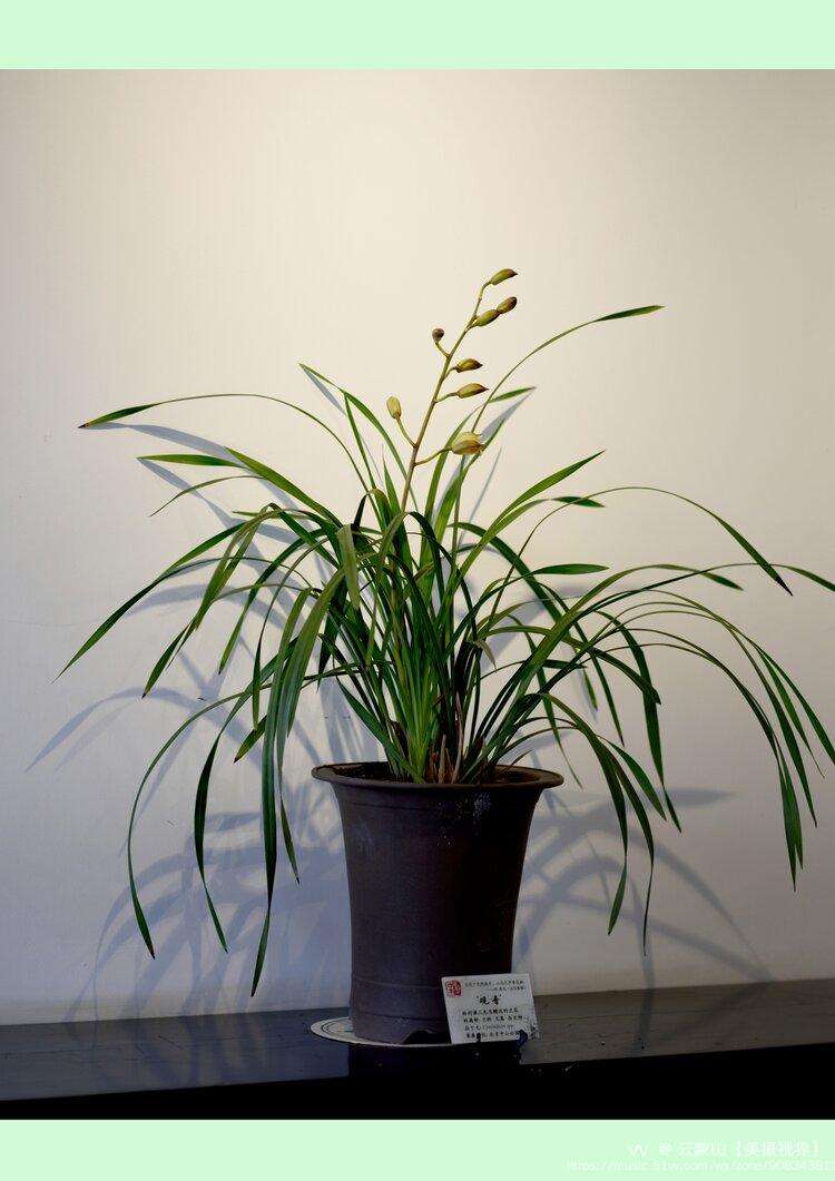 达人分享！温酒斩华雄第几集“空谷幽兰”