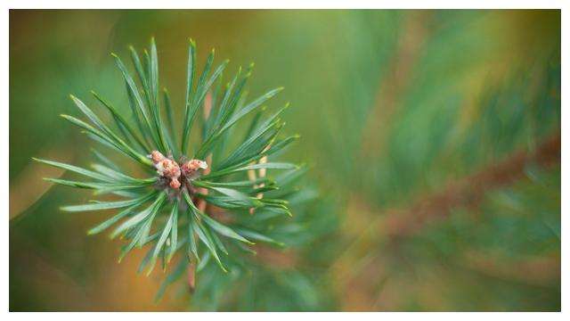 分析！才高八斗是什么生肖