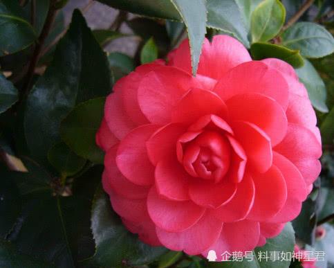 分析！才高八斗是什么生肖