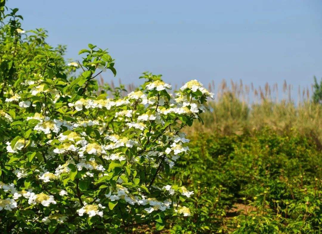 讲解！洪泽湖农家乐“冰清水冷”