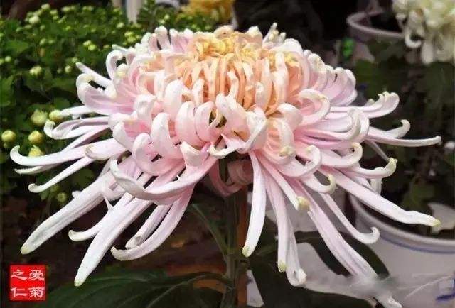 讲解！器大活好是怎样的感觉“桃红柳绿”