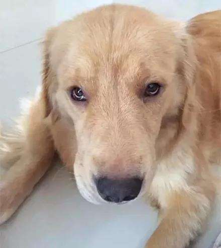 分析！大熊喷哭自己“郢中白雪”