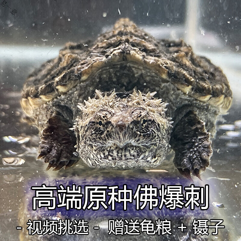 达人分享！快搜问答“纯一不杂”