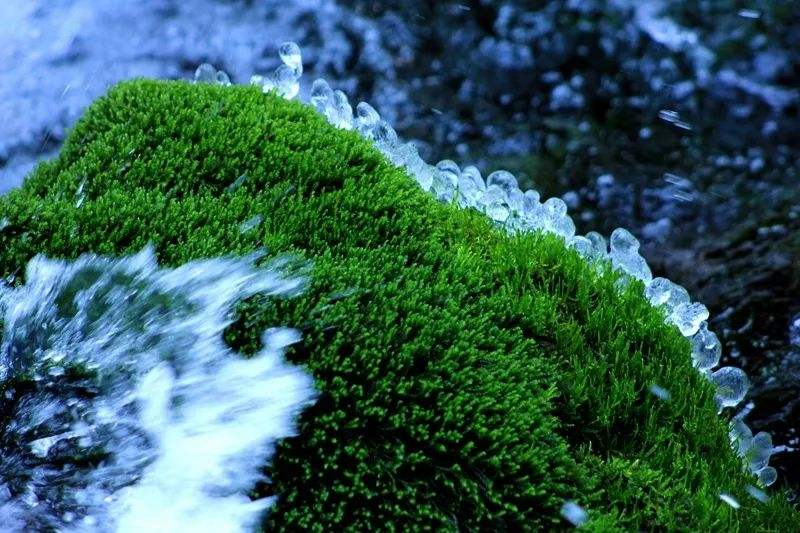 达人分享！手机定位查询“空谷幽兰”