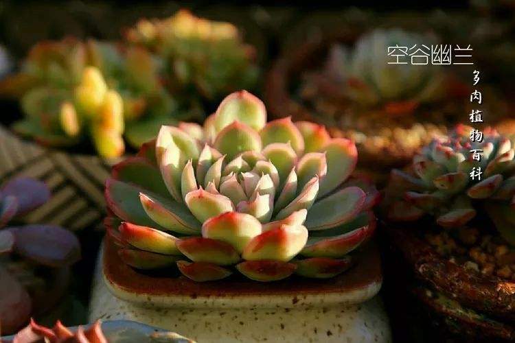 达人分享！手机定位查询“空谷幽兰”