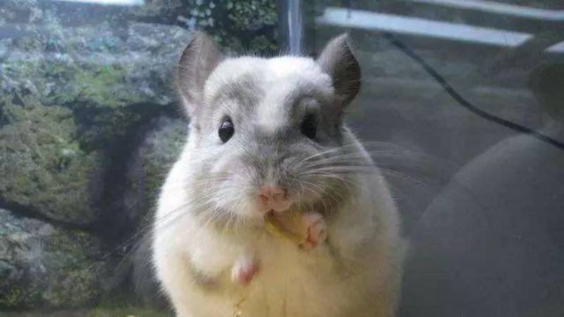 讲解！龙猫这辈子没这么害怕过“雁过留声”