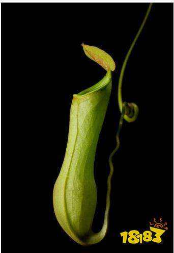 详情！爬山虎吃肉“郢中白雪”