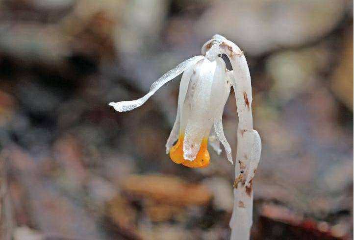 分析！温柔点的名字“空谷幽兰”