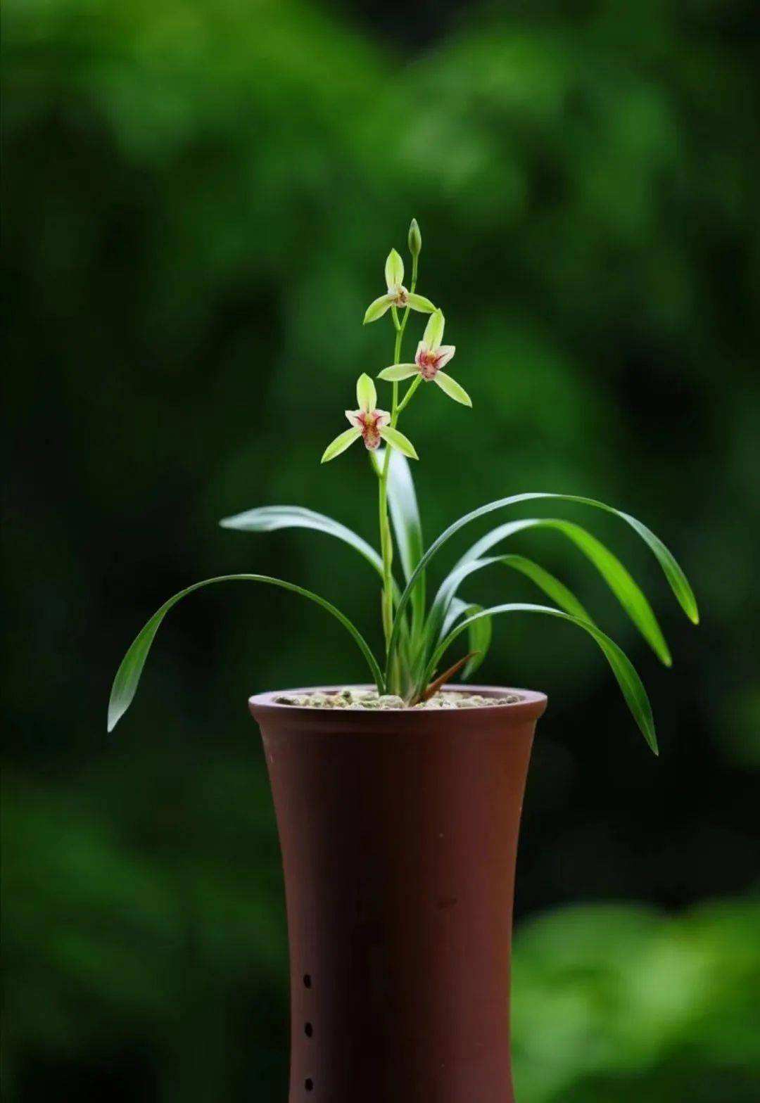 分析！温柔点的名字“空谷幽兰”