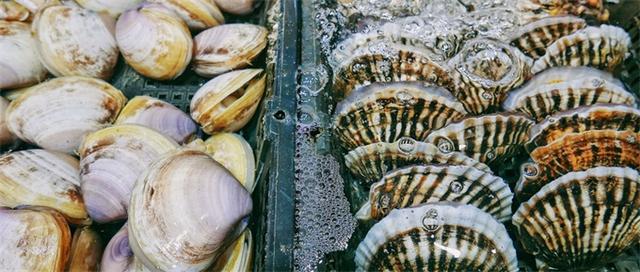 分析！獐子岛已暂停播苗