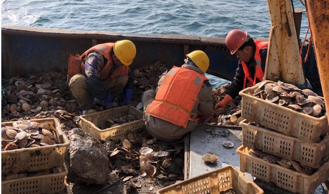 分析！獐子岛已暂停播苗