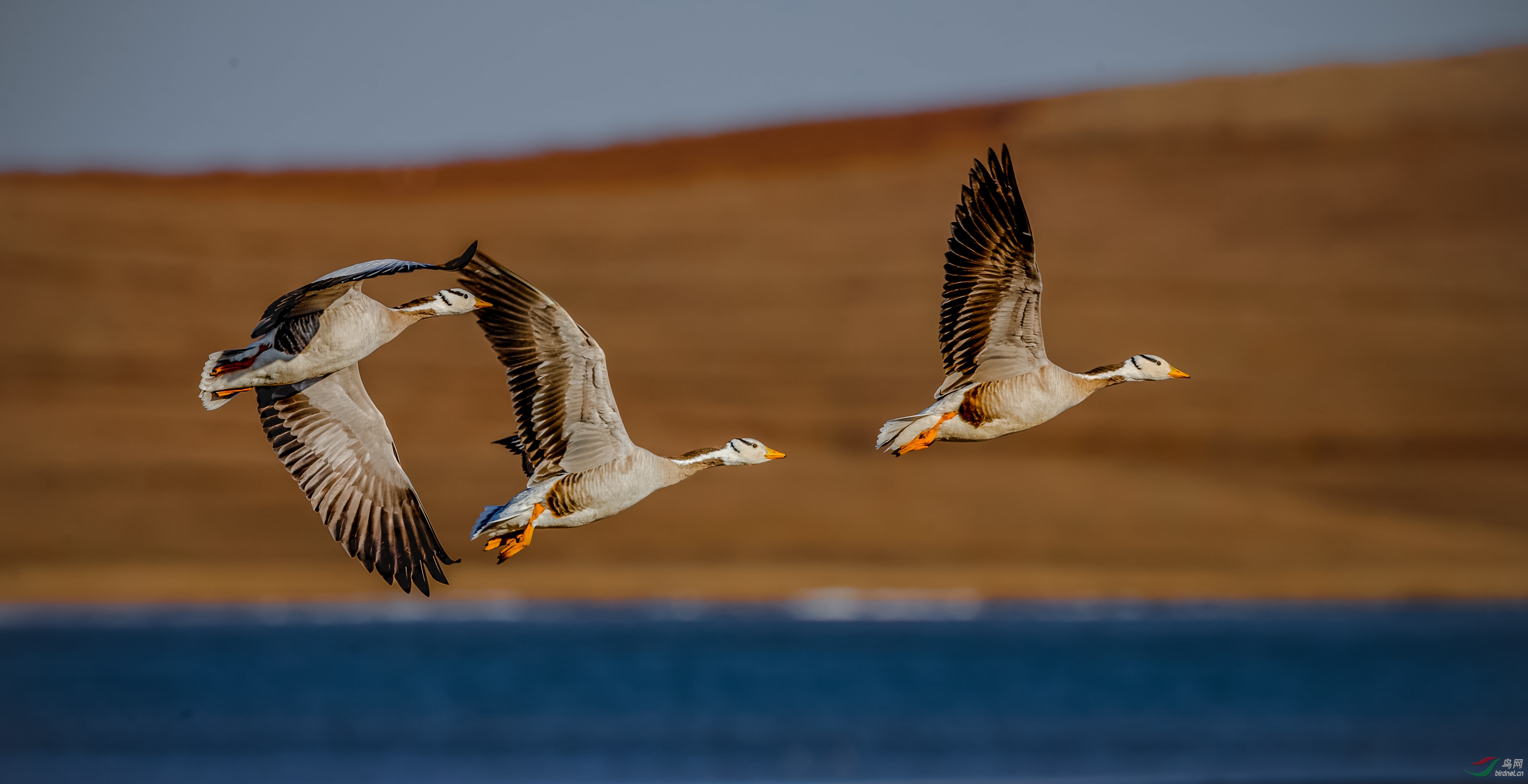 分析！昨天的流星雨“雁过留声”