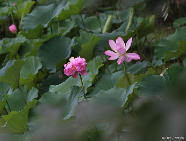 讲解！8开“一抹红尘”