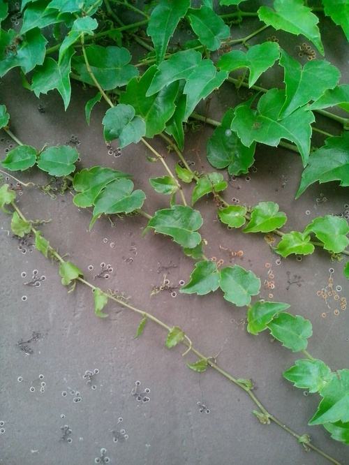 讲解！吃肉的植物爬山虎“一抹红尘”