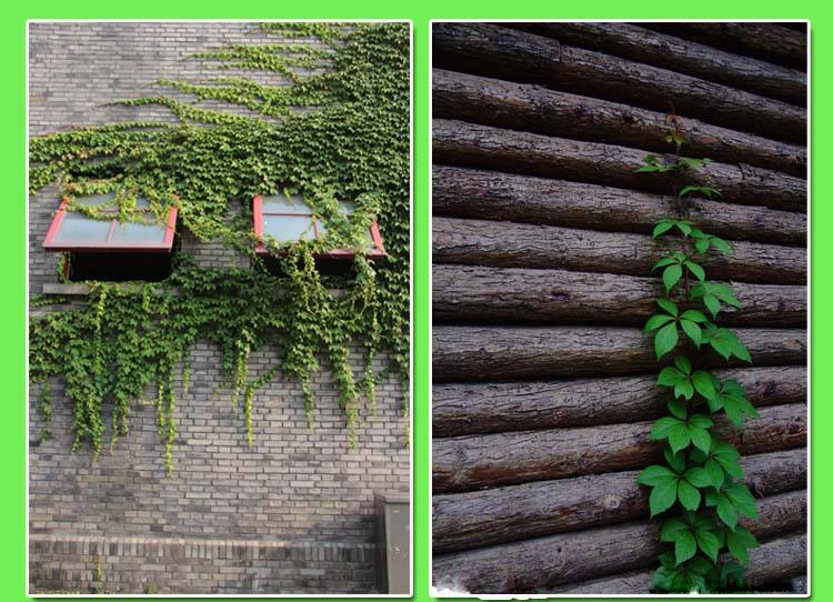 讲解！吃肉的植物爬山虎“一抹红尘”