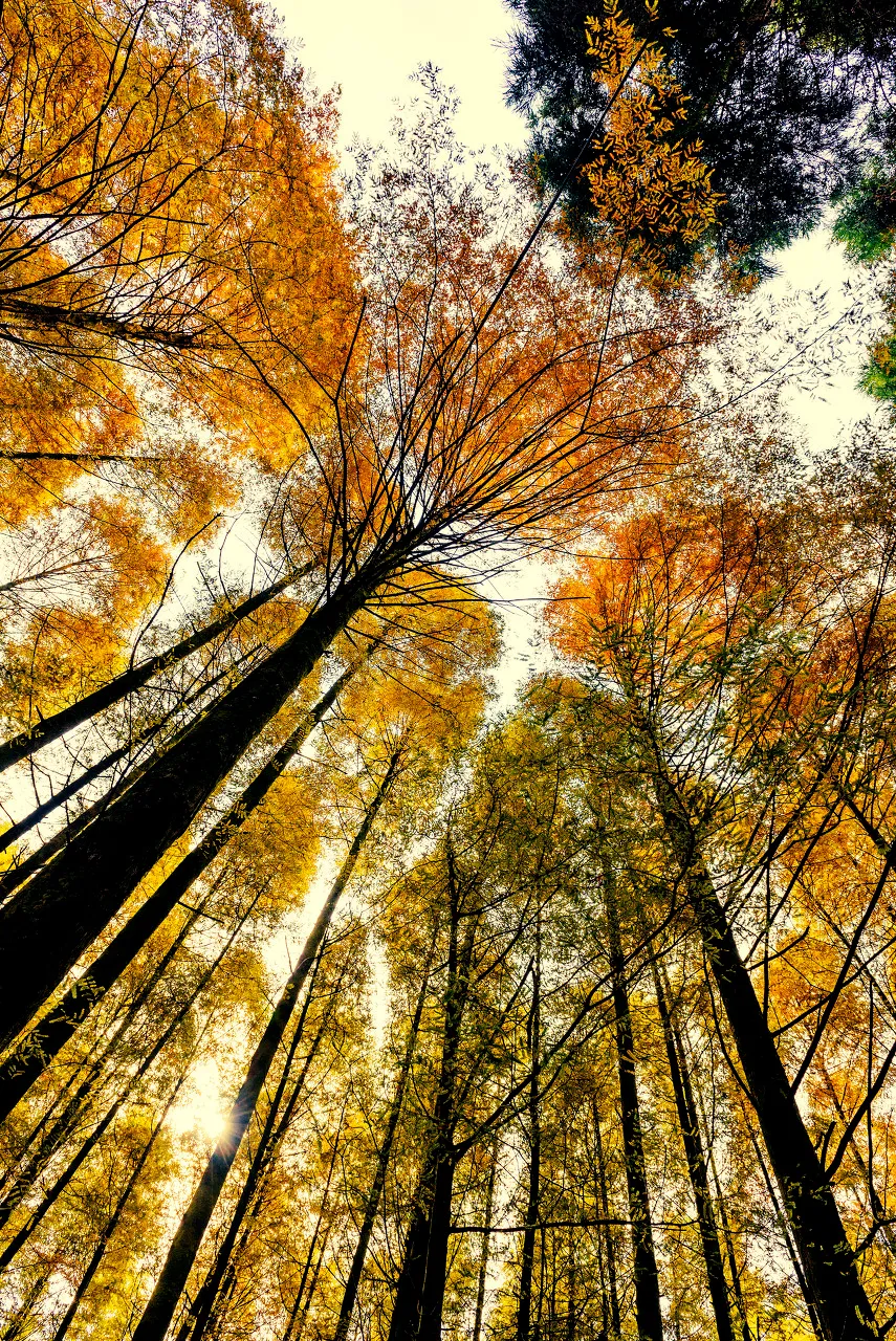 分析！过满则亏“雁过留声”