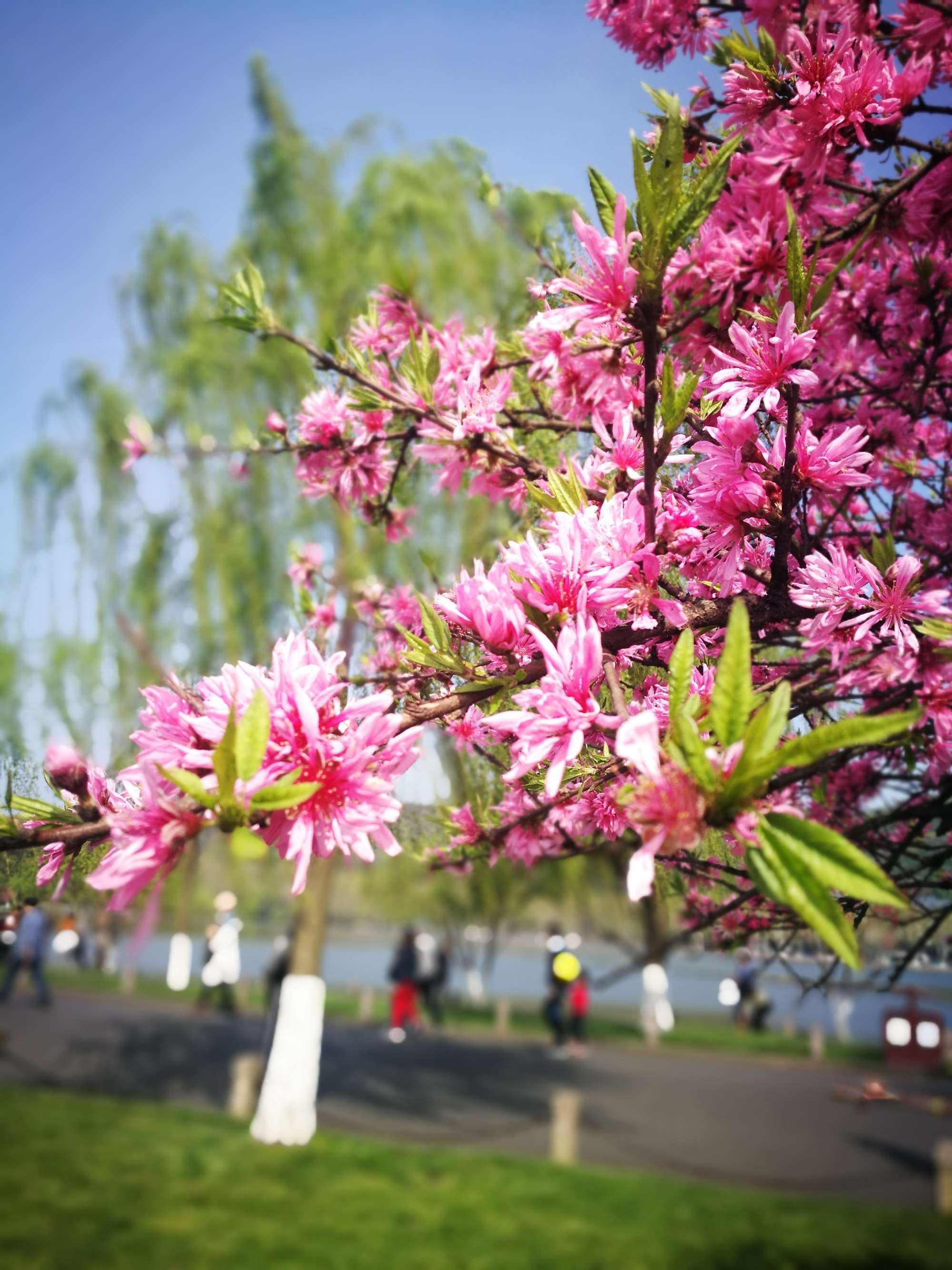 分析！2020年一妻两夫制新闻“桃红柳绿”