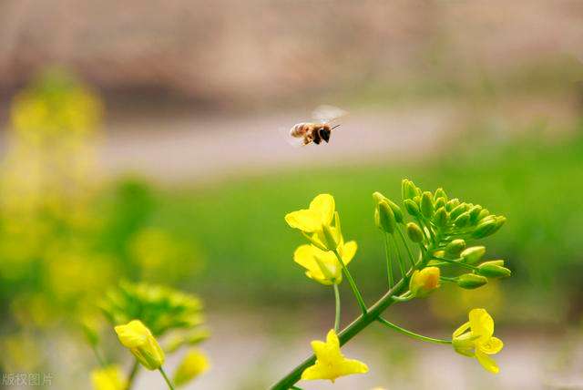 讲解！2020年2月4号几点打春“空谷幽兰”
