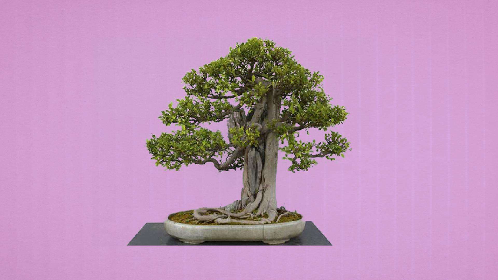 分析！老榕树智能建站软件“典则俊雅”