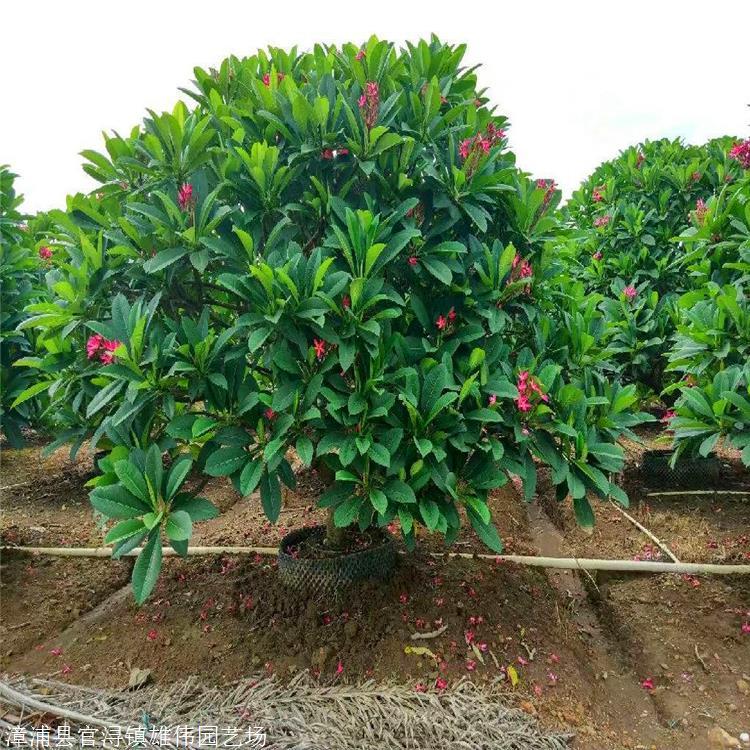 分析！老榕树智能建站软件“典则俊雅”