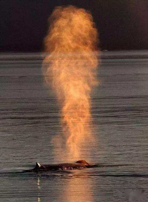 讲解！龙吸水是什么意思“纯一不杂”