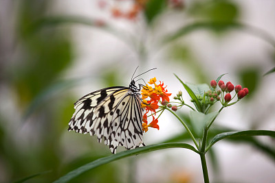 达人分享！蝴蝶的生活环境“星星点点”