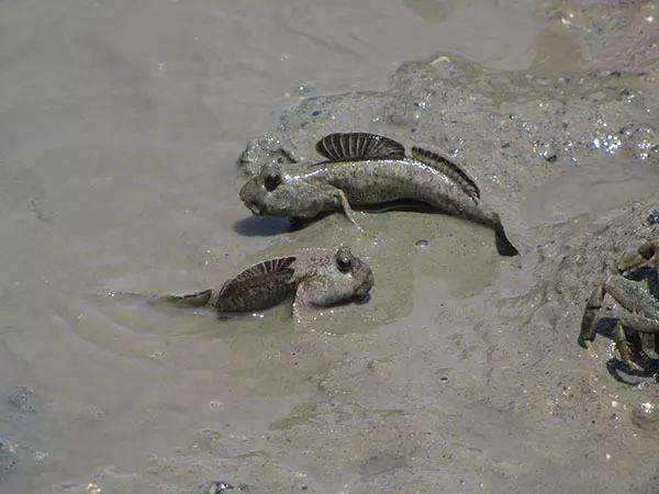 达人分享！鱼儿为什么会游“典则俊雅”