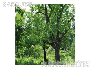 达人分享！枣树图片“桃红柳绿”