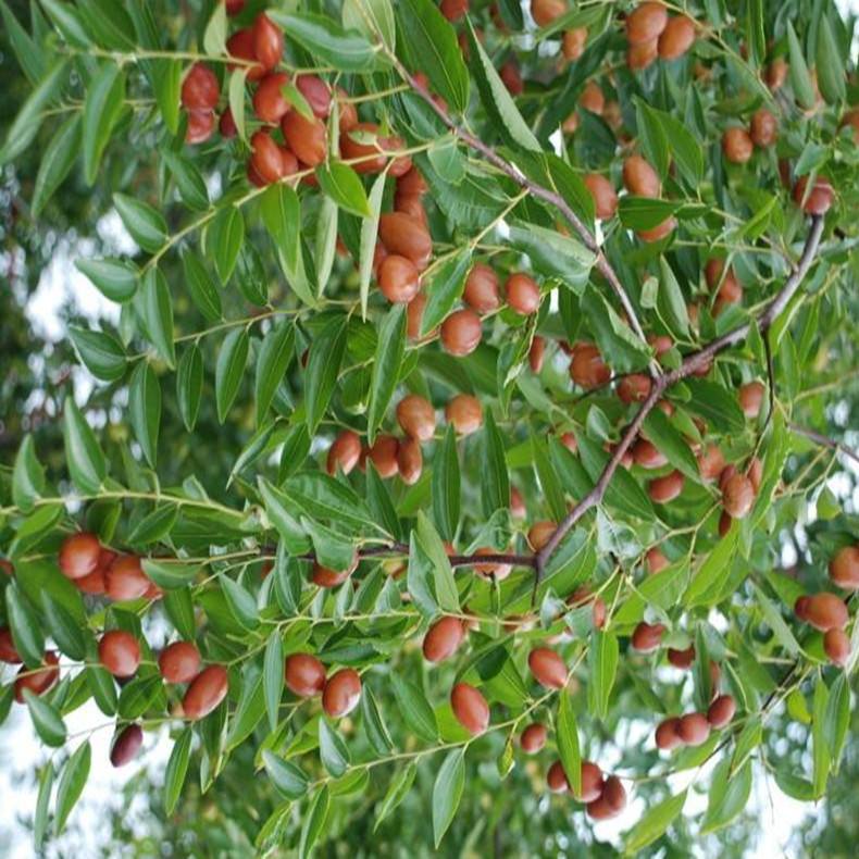 达人分享！枣树图片“桃红柳绿”