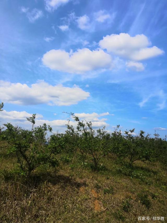 讲解！黄金路国语“一抹红尘”