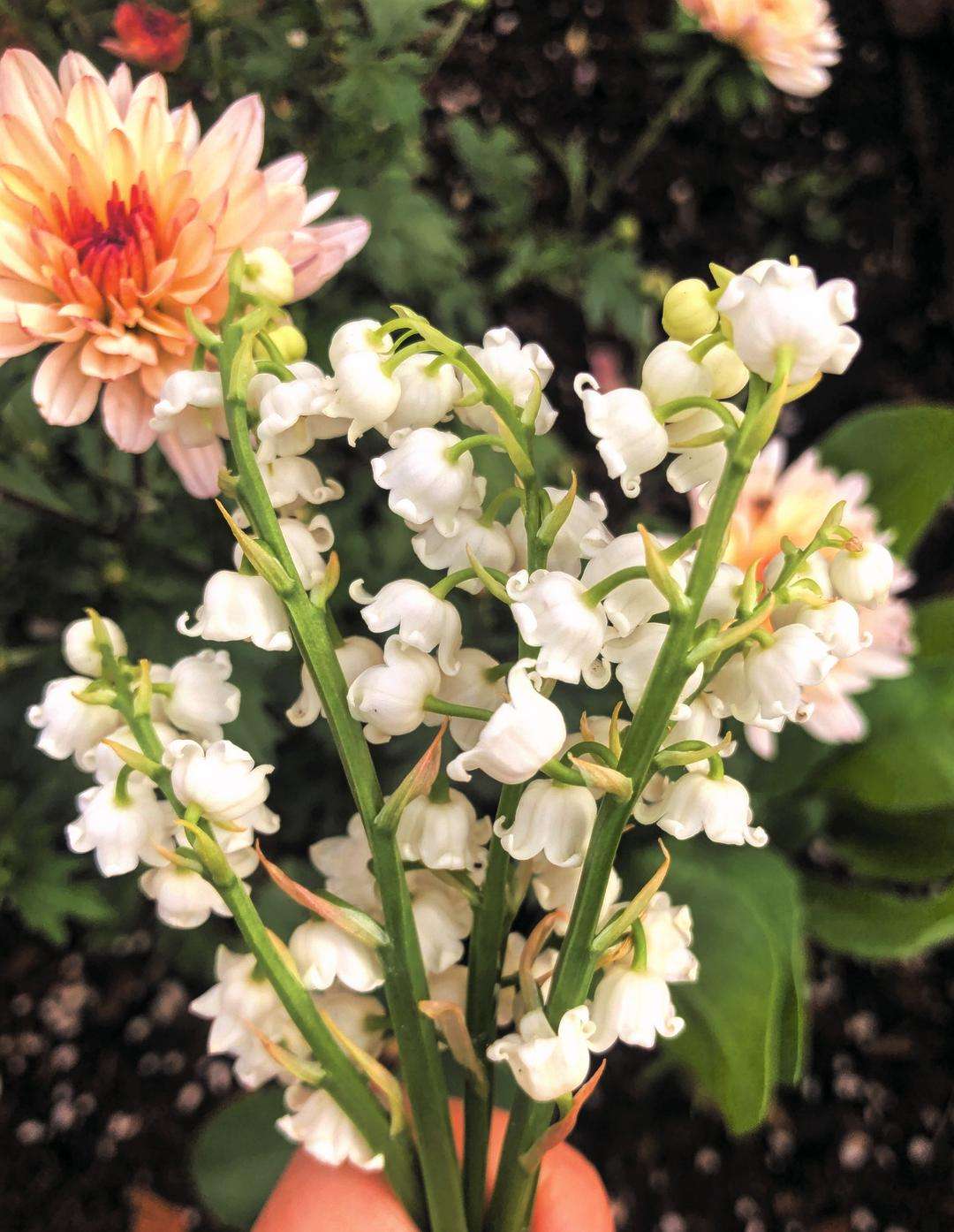 达人分享！诞辰什么意思“空谷幽兰”